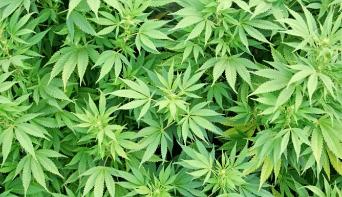 θεραπευτική κάνναβη 1