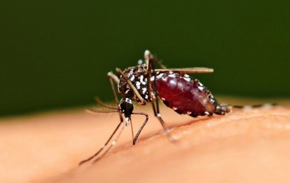 Ιός του Δυτικού Νείλου Σε Εγρήγορση το Υπουργείο Υγείας P