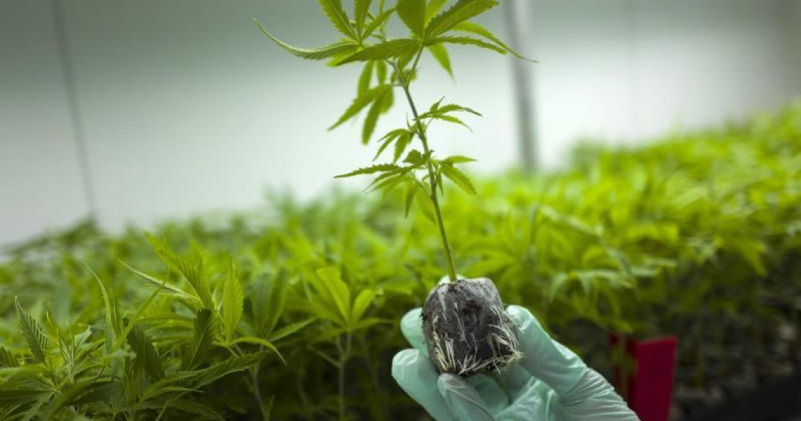 Καλλιέργεια Φαρμακευτικής Κάνναβης P