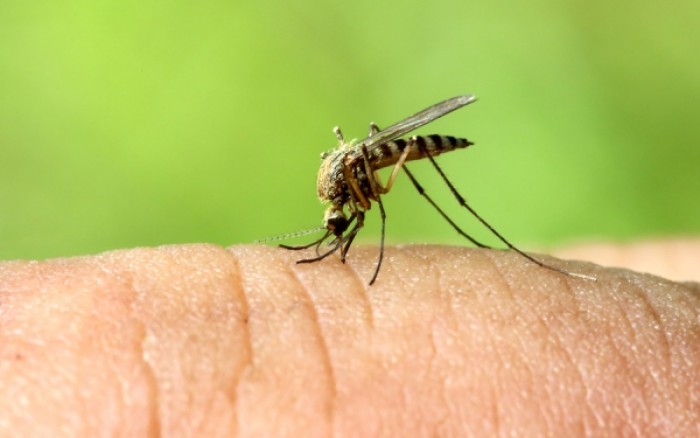 Σπάνια απαντώνται σοβαρές επιδρομές από κουνούπια στο εσωτερικό κατοικιών που έχουν προστατευτεί με κατάλληλες σήτες στα παράθυρα, στις πόρτες, στους φεγγίτες, στις καμινάδες και στους αεραγωγούς.