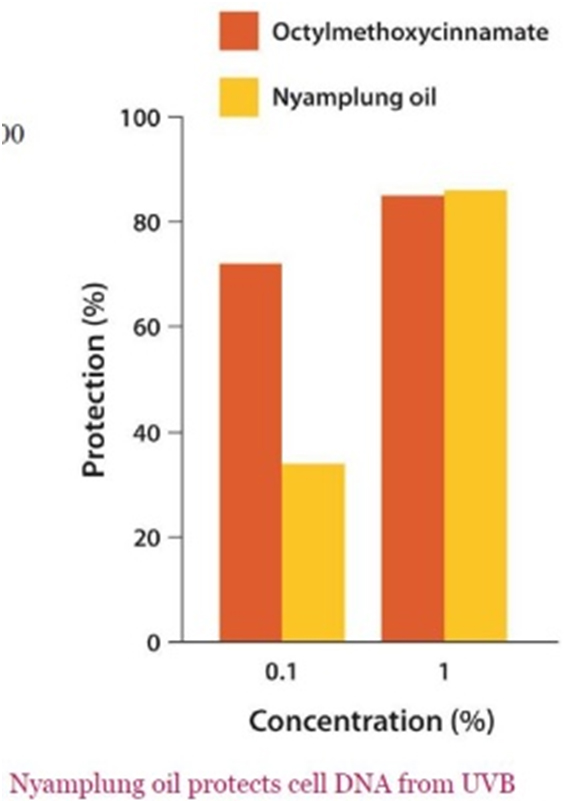Nyamplung Oil Protects Cell DNA from UVB ANAPLASIS 4