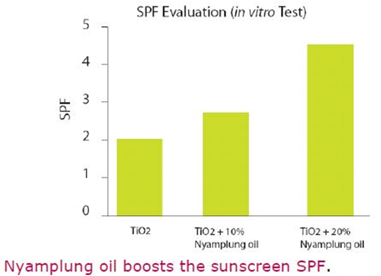 Nyamplung Oil Boosts the Sunscreen SPF ANAPLASIS 5