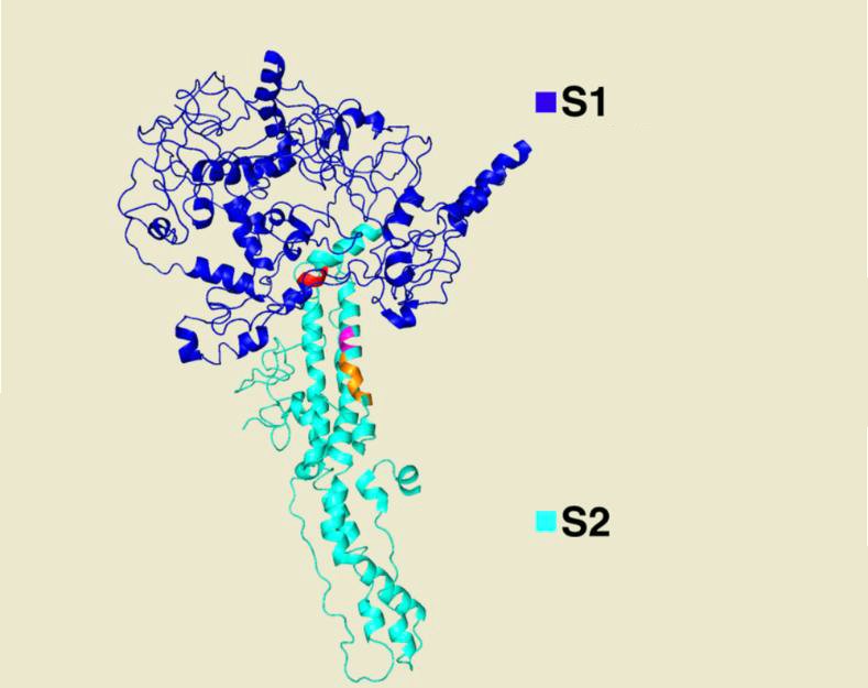 Εικόνα 1. Στην εικόνα παρουσιάζονται οι υπομονάδες S1 και S2 . Η ‘αιχμή’ του υποδοχέα S1 συνδέεται με τα κύτταρα μας, με αποτέλεσμα την μόλυνση.