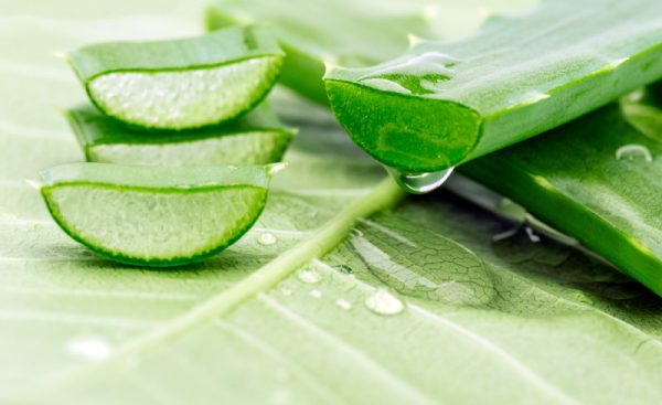 Η Aloe Vera και οι Χρήσεις της στη Θεραπευτική