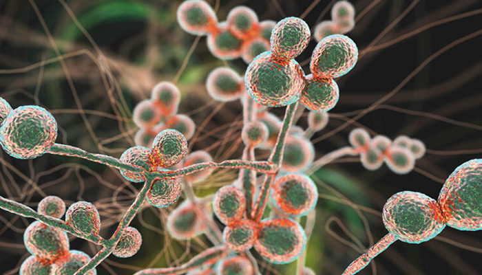 Candida auris: Τι Γνωρίζουμε για τη Νέα Αυτή Απειλή για τη Δημόσια Υγεία;