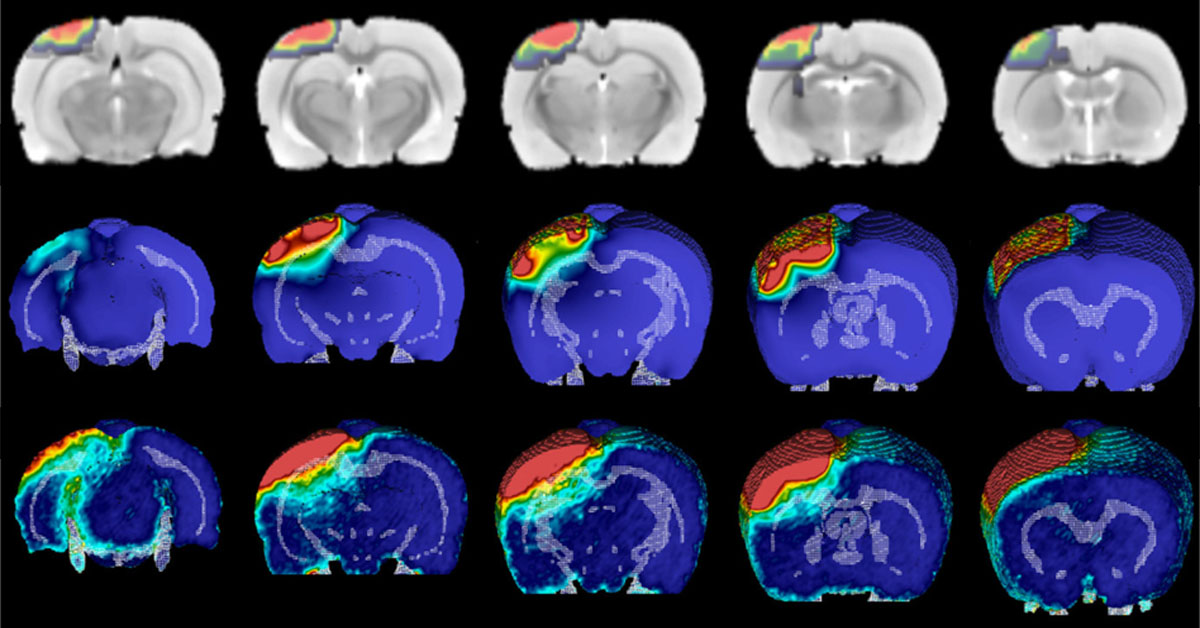 Απρόσμενη Ανακάλυψη για τη Λειτουργία του Εγκεφάλου από Έλληνες Επιστήμονες στη Δανία