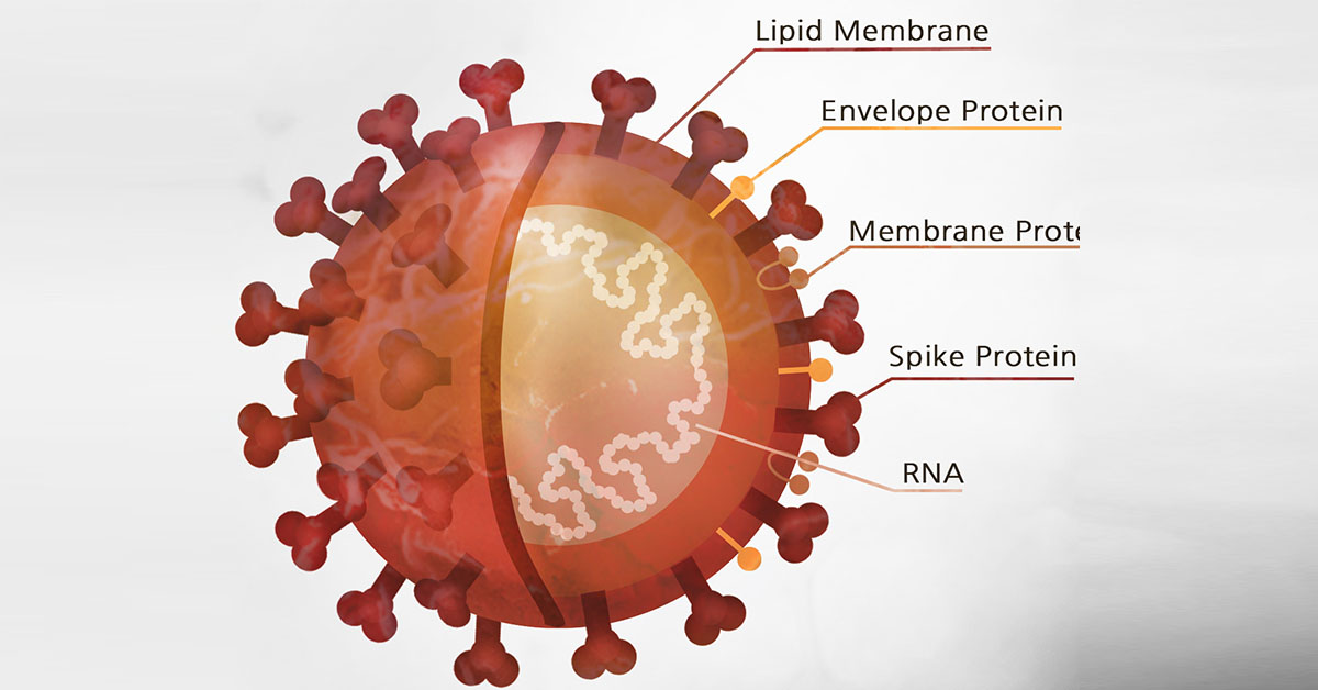 Η Προστασία από την Προηγούμενη Λοίμωξη SARS-CoV-2 και η Υβριδική Ανοσία Έναντι του Στελέχους Όμικρον Η Προστασία από την Προηγούμενη Λοίμωξη SARS-CoV-2 και η Υβριδική Ανοσία Έναντι του Στελέχους Όμικρον