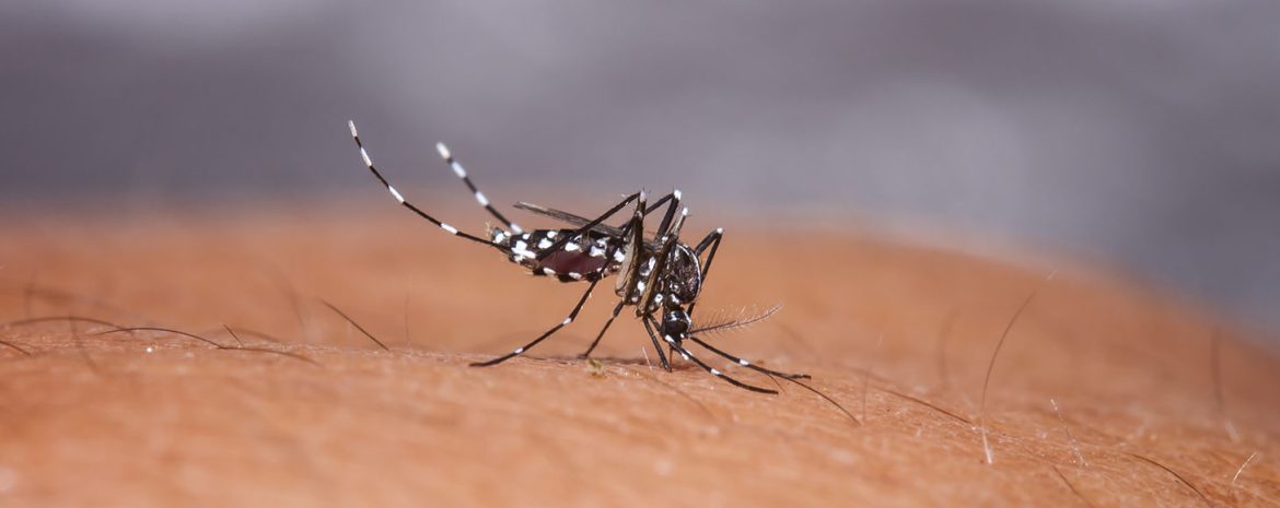 Αύξηση μεταδοτικών ασθενειών μέσω των κουνουπιών παρατηρεί ο ECDC όπως ο δάγκειος πυρετός
