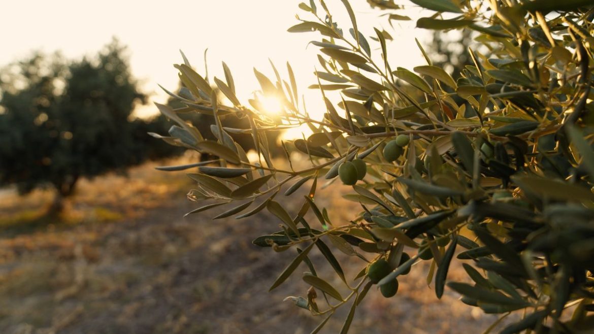 Pharma Article Covers – 2025-07-30T105616.038 Ελαιόλαδο