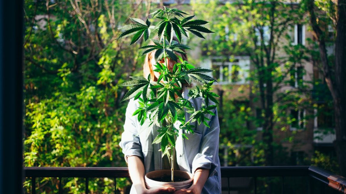 Κάνναβη Ψυχιατρικές παθήσεις